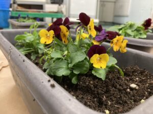 花植え6